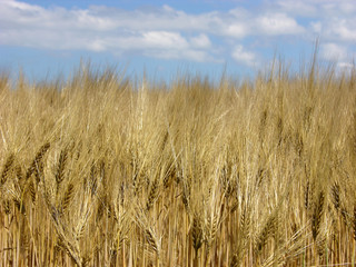 Gerstensorte mit grossen Grannen/barley with huge beards