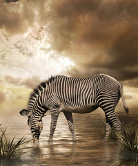 Zebra in water on cloudy sky background