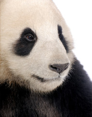 Fototapeta premium Giant Panda (18 months) - Ailuropoda melanoleuca