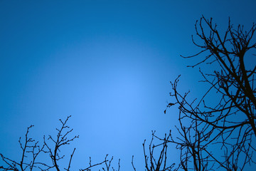 Baumkrone zur blauen Stunde