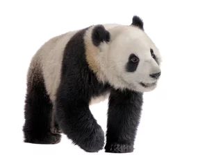 Papier Peint photo autocollant Panda Panda géant (18 mois) - Ailuropoda melanoleuca