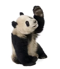 Deurstickers Panda Reuzenpanda (18 maanden) - Ailuropoda melanoleuca