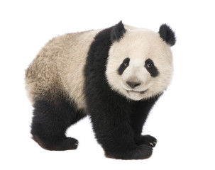 Fototapeta premium Giant Panda (18 miesięcy) - Ailuropoda melanoleuca