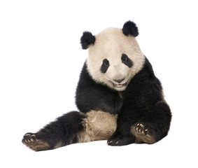 Fototapeta premium Giant Panda (18 miesięcy) - Ailuropoda melanoleuca