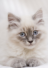 Obraz premium Kitten