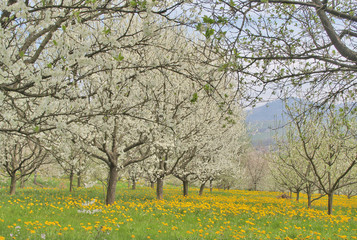 Kirschbaumbl&uuml;te