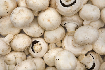 Mushrooms background