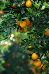 oranges on a tree