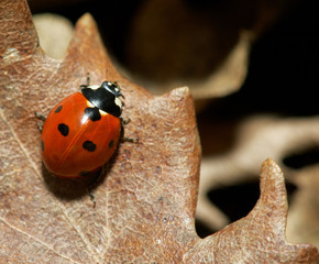 Close-up of a red lady-bird