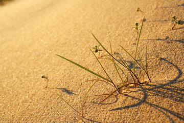 Desert grass