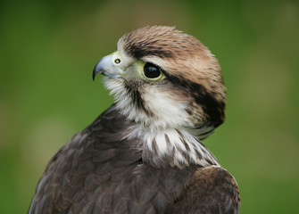 Lanner Falcon