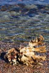 coral on seashore