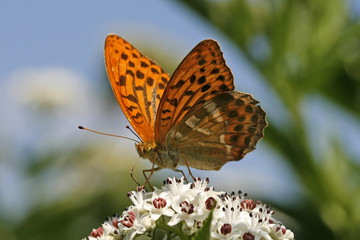 Argynnis paphia, Kaisermantel