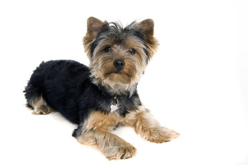 Yorkie puppy