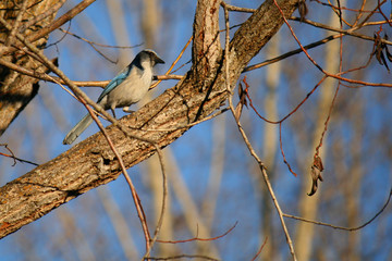Blue Jay