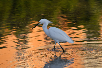 Egret  Reflection