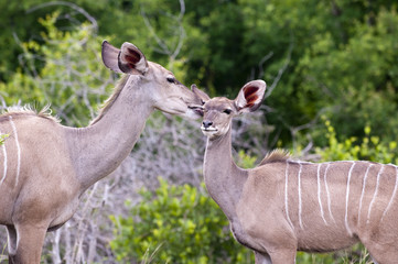 Obraz premium Kudu mother with her cub