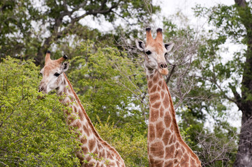 Giraffe in kruger national park