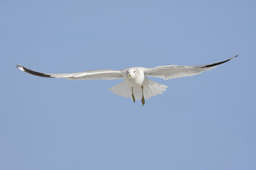 Gull In Flight