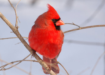 Male Northern Cardinal