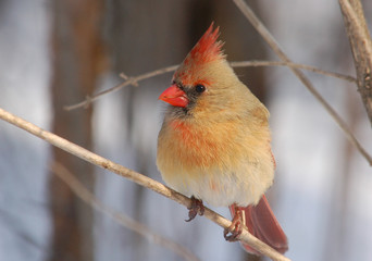 Female Northern Cardinal