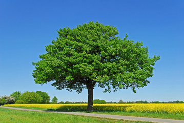 Baum, Eiche