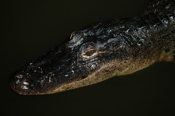 Gator At Night