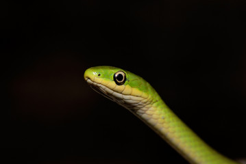 Green On Black
