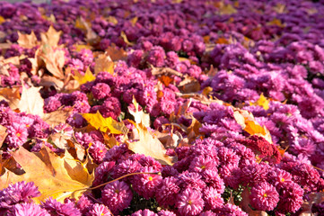 chrysanthemum flower background