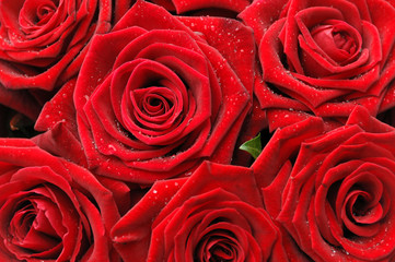 Blumen, Rosen