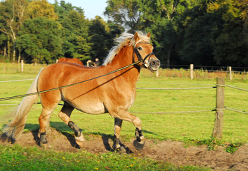Pferde, Haflinger