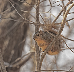 Squirrel in a Tree