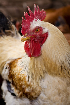 photo of a big cock inside the poultry house