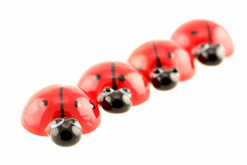 ladybugs isolated