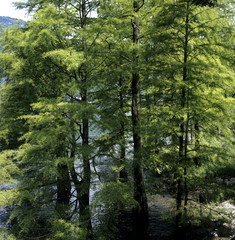 Fototapeta premium Sumpfzypressen