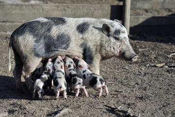 Ferkel mit Sau
