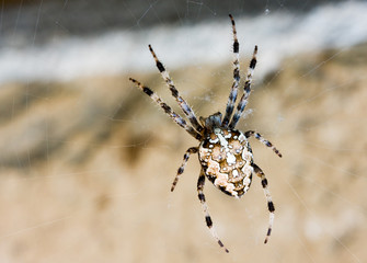 Spider web and spider
