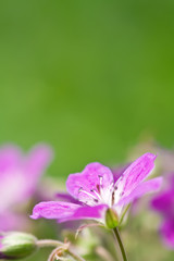 Fototapeta premium a violet daisy on green background