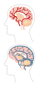 Anatomie - cerveau 3