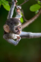 Acrylic prints Monkey Vervet monkey