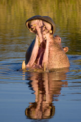 Hippo