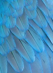 background bright blue parrot feathers of wing, closeup