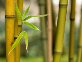 Fototapeta na wymiar Pędy bambusa