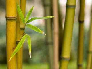 Crédence de cuisine en verre imprimé Bambou Pousses de bambou