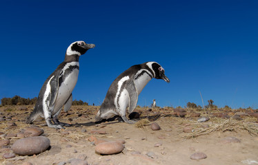 Obraz premium Magellanic Penguin in Patagonia