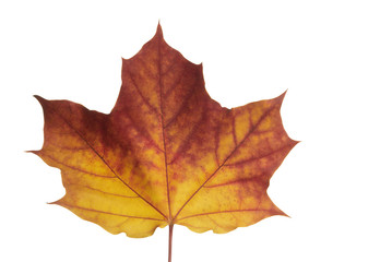 maple leaf on white