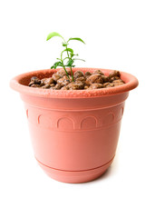 Baby plant in small flower pot