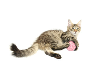 kitten playing with pink wool ball