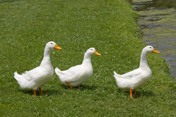 Ducks