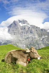 Fototapeta na wymiar Swiss cow